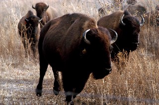 American bison in LLELA